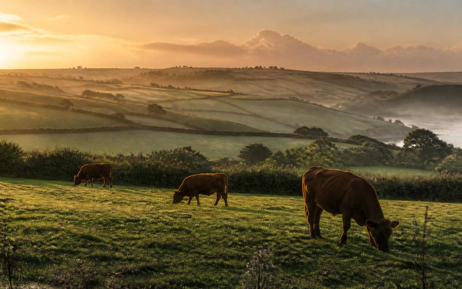 South Devon cattle grazing on Cornish farmland at sunrise